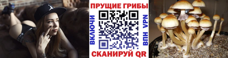 купить закладку  Владимир  Галлюциногенные грибы Psilocybe 